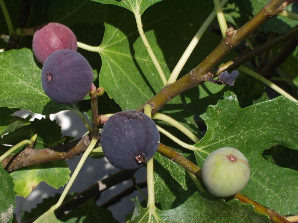 Gezonde vijgenboom in de tuin met rijpe vijgen aan de takken, klaar voor oogst
