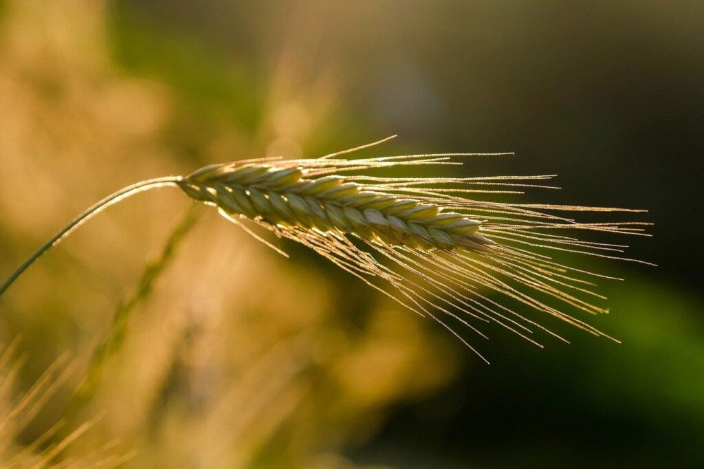 Dumea Agro biedt duurzame landbouwoplossingen met innovatieve technologieën en expert advies voor moderne boeren