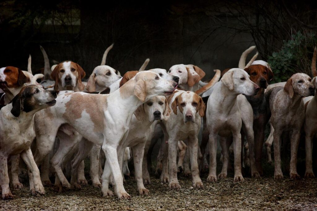 Gids dierenspeciaalzaken Leiden met informatie over lokale dierenwinkels en huisdierverzorging